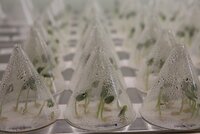 In-vitro accessions at IPK Genebank