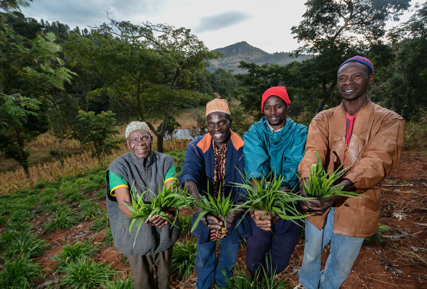 Farmers holding Brachiara