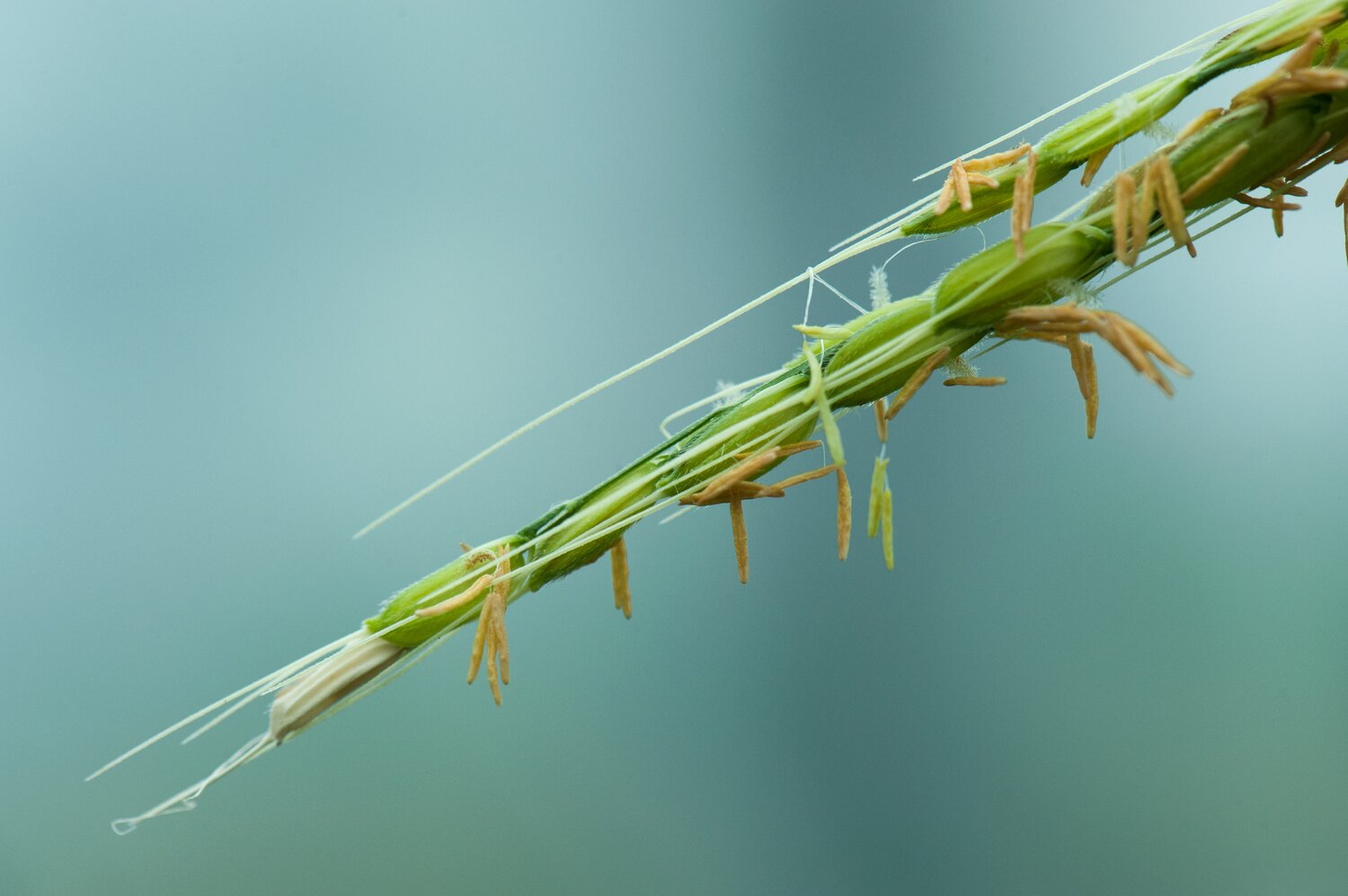 Rice | Accessions in the Seed Vault: 138,106 | Accessions in genebanks globally: 259,717 (Photo by Michael Major/Crop Trust)