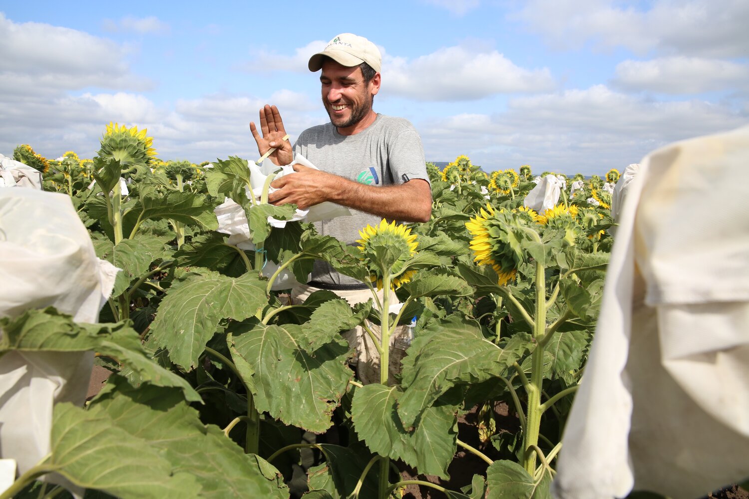 Day 2: We visited Advanta Seeds in Balcarce. For more than 40 years, Advanta’s sunflower research program has been developing hybrids that can thrive in the different agroclimatic zones of the country. The task is never ending, though, as new threats arise all the time, hence Advanta’s interest in the Crop Wild Relatives trials. In Advanta’s experimental fields, a field worker is pictured here carrying out manual crosses to develop new hybrids.