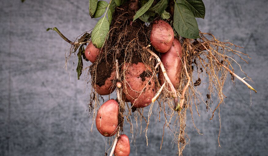 The Genetic Memory of the Potato: How Andean Diversity Shapes New Varieties for East African Farms