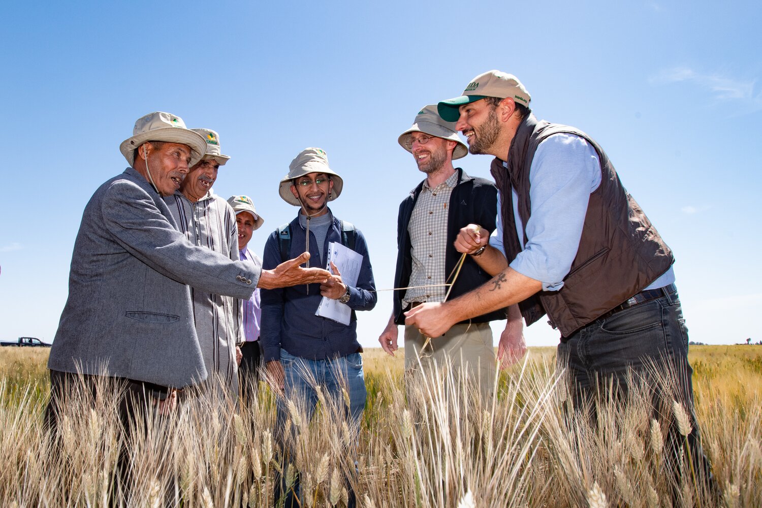 ICARDA scientists working in the DIIVA Project visit on-farm trials near Marchouch, Morocco to gather opinions of farmers about CWR-derived durum wheat lines. Photo: Michael Major/Crop Trust