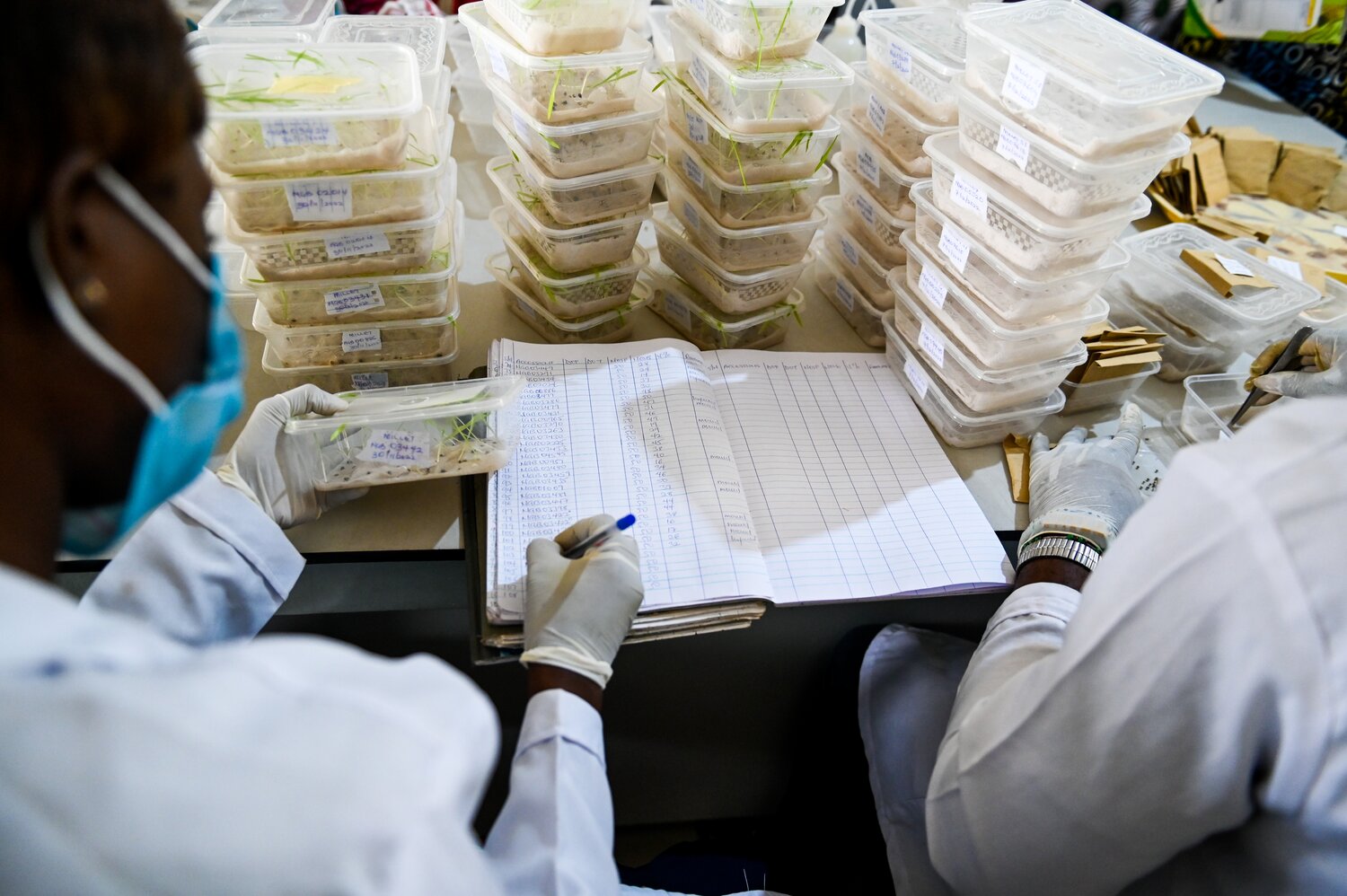 A genebank staff member at the National Centre for Genetic Resources and Biotechnology (NACGRAB) in Ibadan, Nigeria, manually records seed accession data in a notebook.