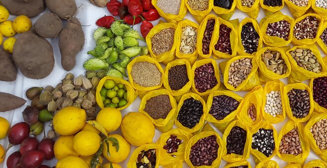 Global Crop Diversity Summit 2023