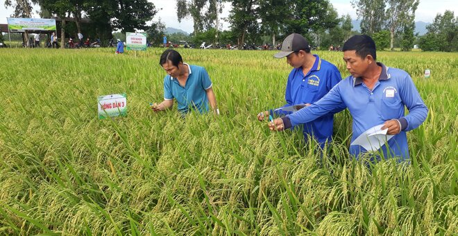 New Rice Varieties to Help Vietnamese Farmers Future-proof Their Crop Against Climate Change