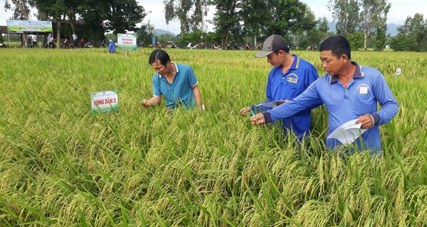 New Rice Varieties to Help Vietnamese Farmers Future-proof Their Crop Against Climate Change