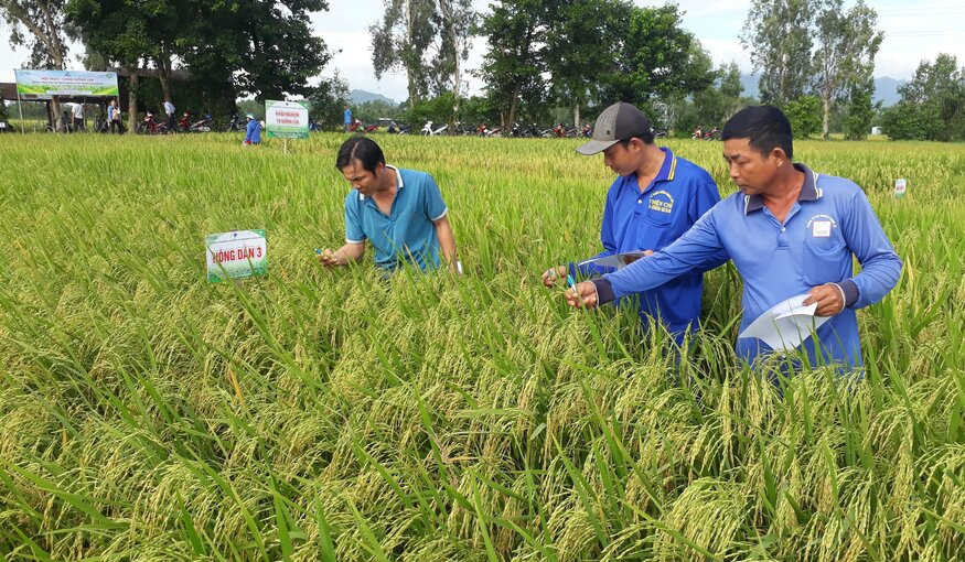 New Rice Varieties to Help Vietnamese Farmers Future-proof Their Crop Against Climate Change
