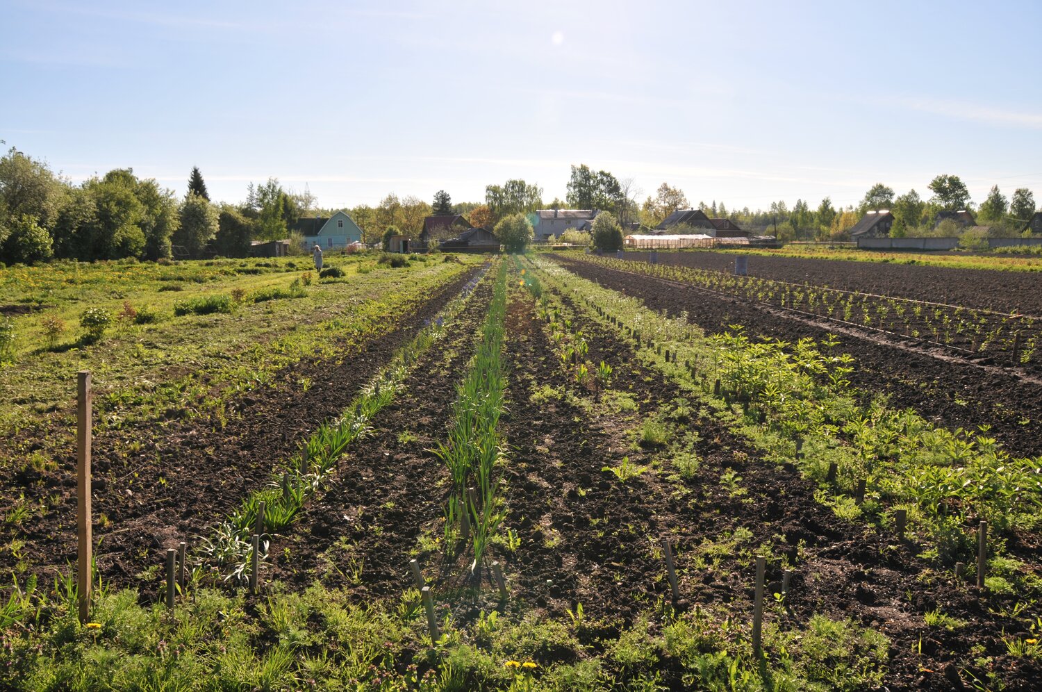 Field collection of horticultural plants. 