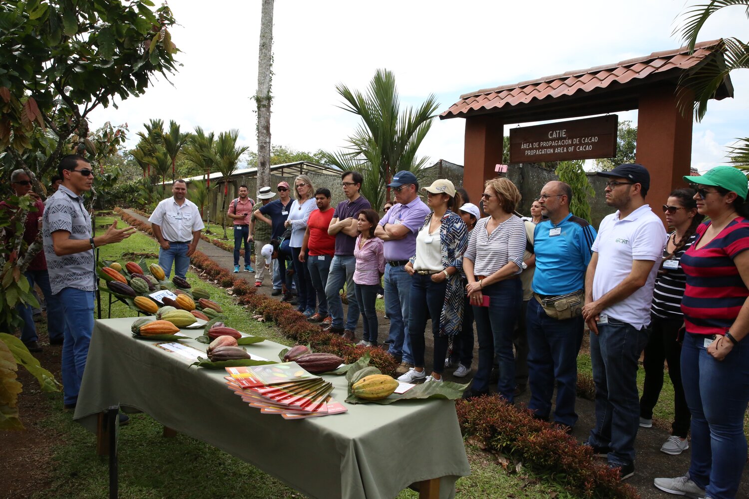 Allan Mata, from CATIE, discusses the cacao collection and how its diversity has helped the institution develop six improved varieties that have high production, good quality and tolerance to monilia, one of the most serious threats to cocoa production.