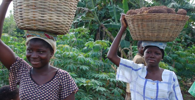 Yam: Feast and Forest