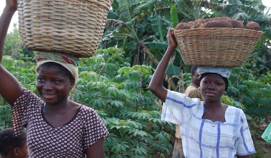 Yam: Feast and Forest