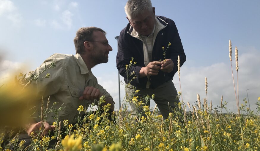 Honeybees Sweeten the Deal for Kazakhstani Alfalfa Farmers