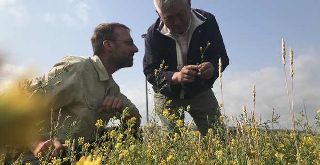 Honeybees Sweeten the Deal for Kazakhstani Alfalfa Farmers