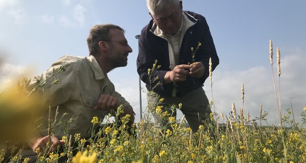 Honeybees Sweeten the Deal for Kazakhstani Alfalfa Farmers
