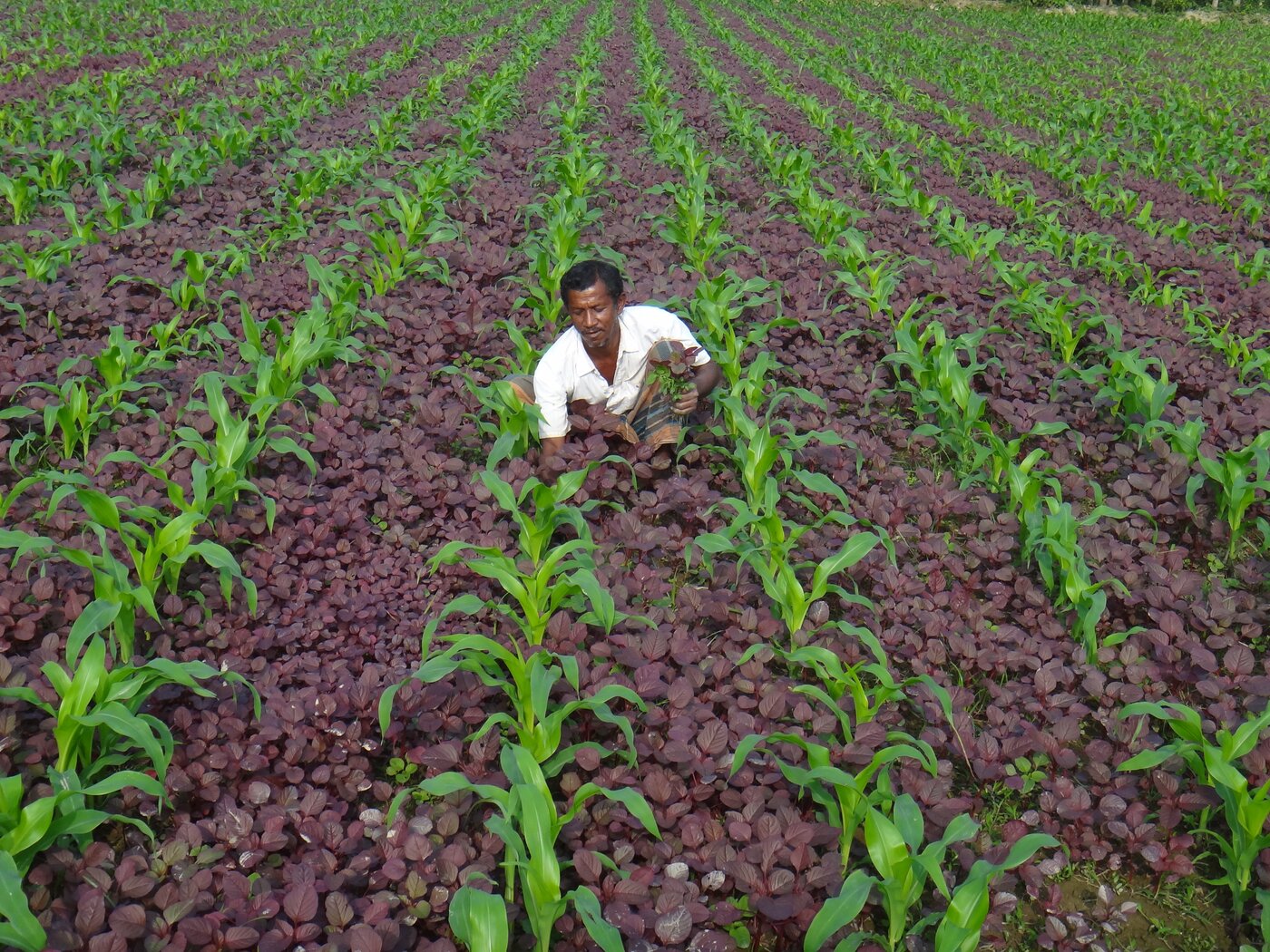 International Maize and Wheat Improvement Center (CIMMYT)