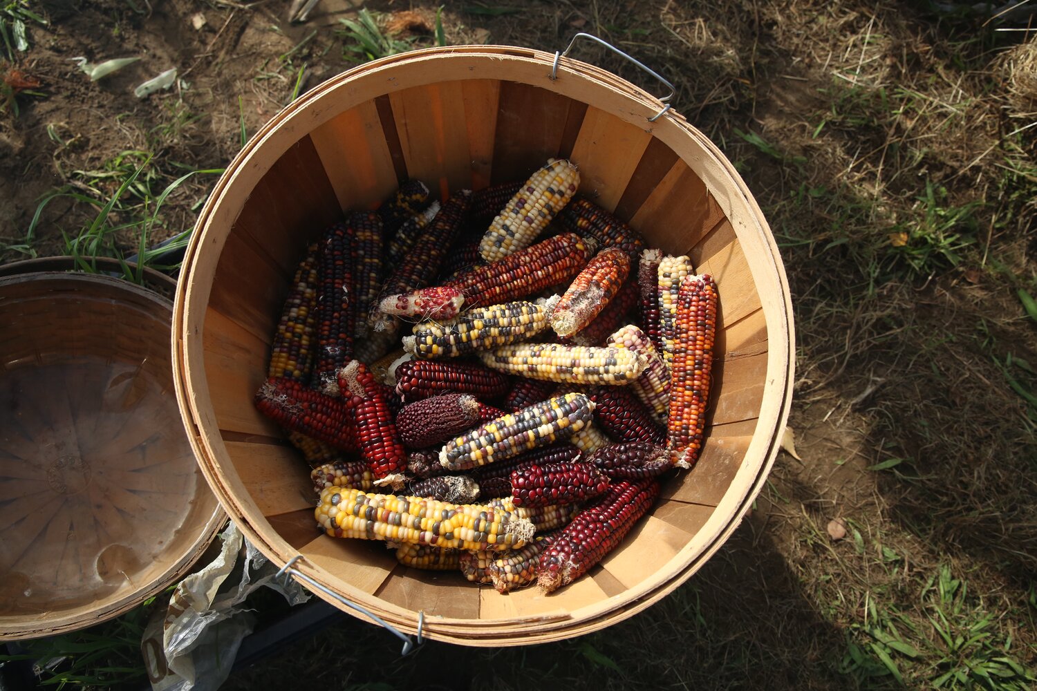 Located in Mexico, The International Maize and Wheat Improvement Center (CIMMY) safeguards humankind’s most diverse maize and wheat collections. This remarkable, living catalog of genetic diversity comprises of over 28,400 unique seed collections of maize and 150,000 of wheat. Annually, CIMMYT distributes more than 1,500 maize and wheat seed shipments to 800 recipients in 100+ countries. Credit: L.M. Salazar/Crop Trust