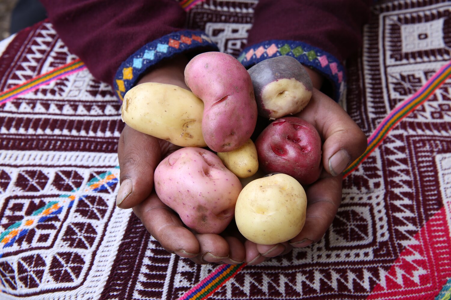 It’s estimated that potatoes were domesticated about 7,000 years ago. They originated in the Andes, where around 180 wild potato species can still be found. At the Parque de la Papa (Potato Park), near Cusco, farmers grow, consume and conserve hundreds of varieties. Credit: L.M. Salazar/Crop Trust