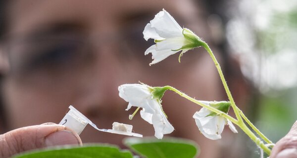 Crop Science Special Issue Shows Why Crops Need to Get Wild