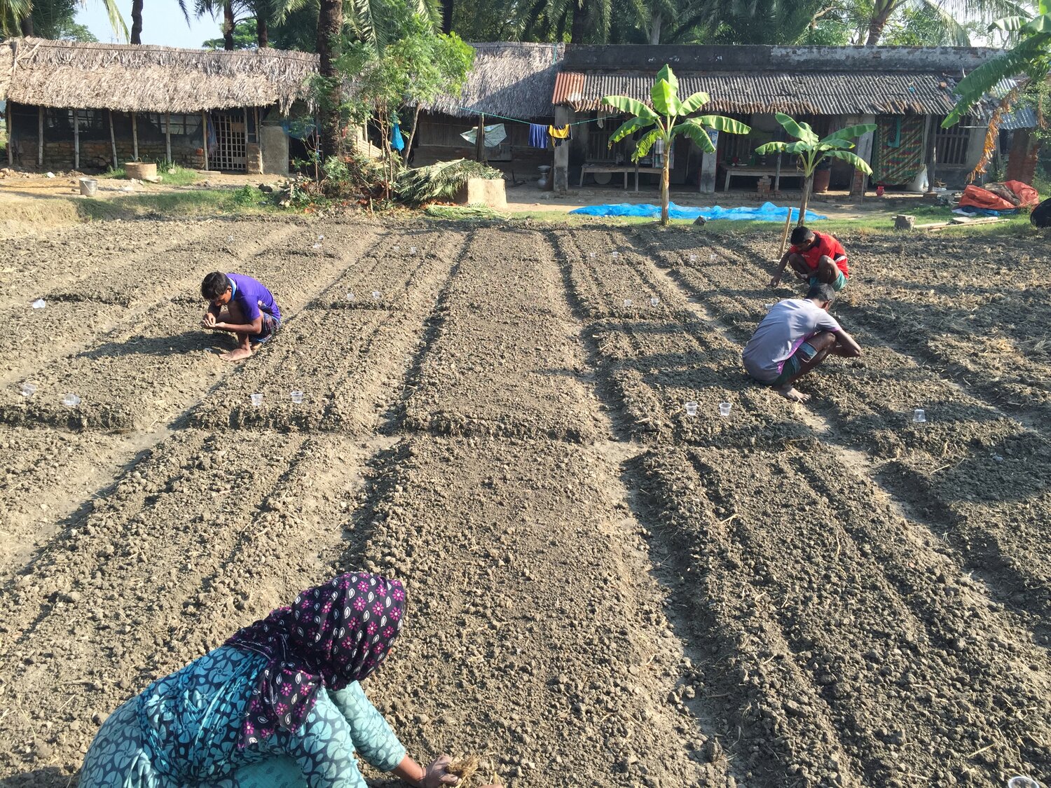 Workers sowing carrot seeds at a field site