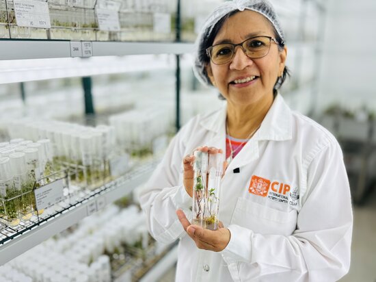 Woman holding tubes with sweetpotato at in vitro genebank.