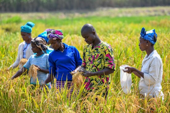 Field workers harvest samples of African rice for research and conservation