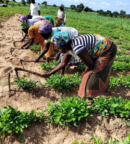 Bambara groundnut