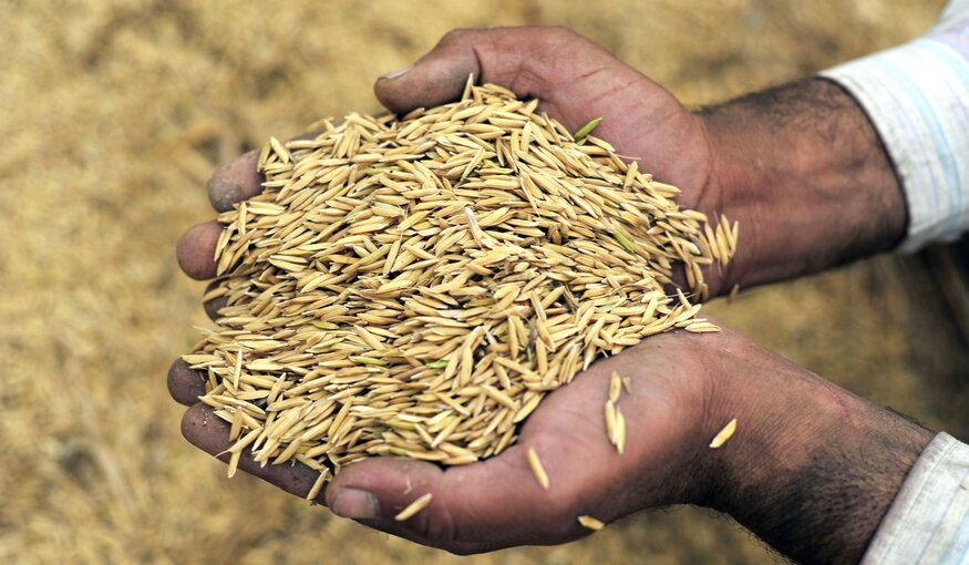 Handfuls of harvested wheat. Photo: ICARDA