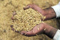 Handfuls of harvested wheat. Photo: ICARDA