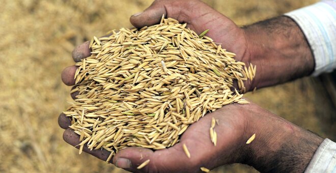 Handfuls of harvested wheat. Photo: ICARDA