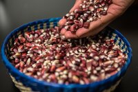 October 11, 2015. Different varieties of Maize are displayed at a stand in Texcoco, Mexico. Photo Credit: Juan Arredondo/Reportage by Getty Images for The Global Crop Diversity Trust.