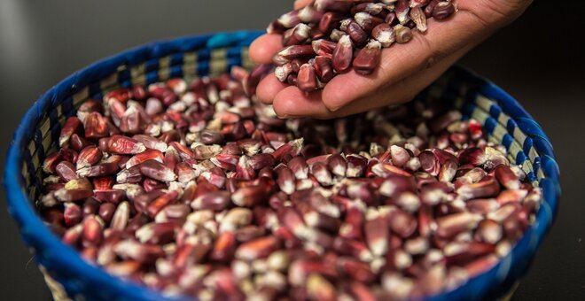 October 11, 2015. Different varieties of Maize are displayed at a stand in Texcoco, Mexico. Photo Credit: Juan Arredondo/Reportage by Getty Images for The Global Crop Diversity Trust.