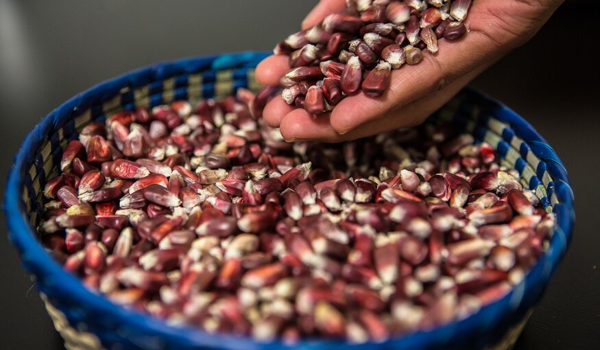 October 11, 2015. Different varieties of Maize are displayed at a stand in Texcoco, Mexico. Photo Credit: Juan Arredondo/Reportage by Getty Images for The Global Crop Diversity Trust.