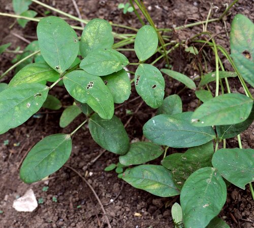 Bambara groundnut