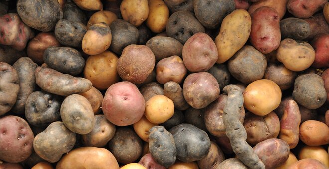 All Hail the Rise of the Climate-Smart Potato