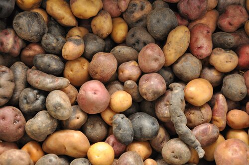 New Pact Invests USD 109 Million in Crop Diversity