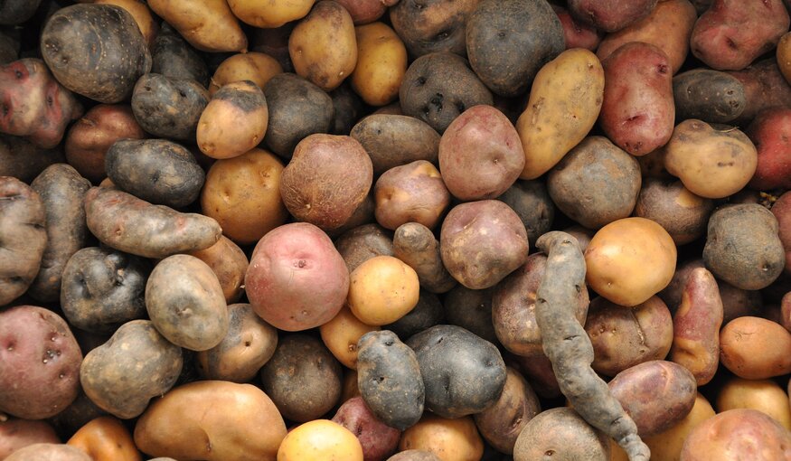 All Hail the Rise of the Climate-Smart Potato