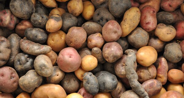 All Hail the Rise of the Climate-Smart Potato