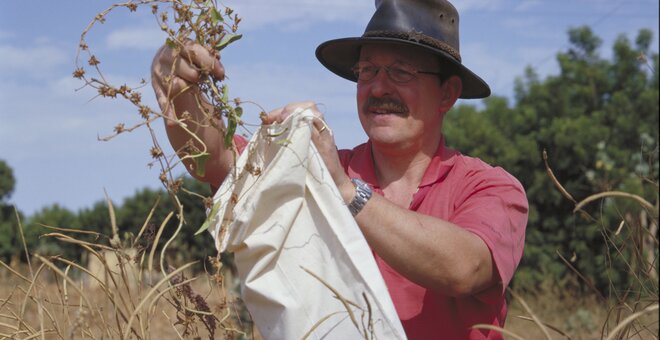 M. van Slageren collecting Ipomoea eriocarpa