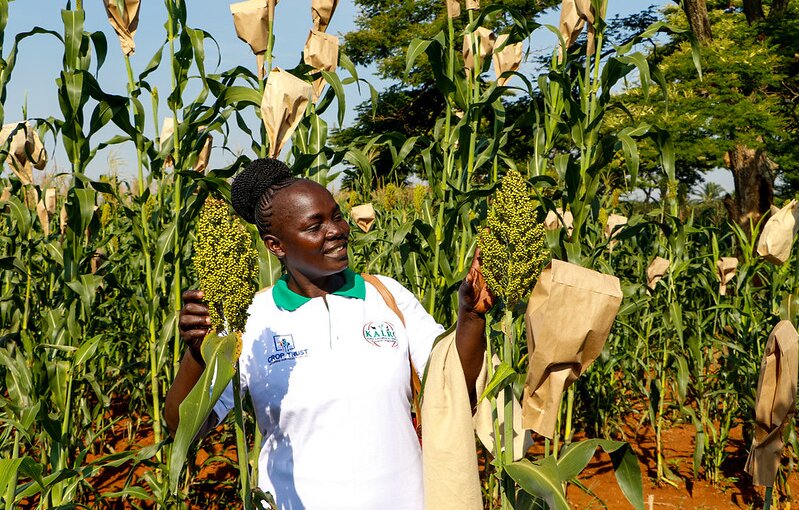 Farmer with Sorgum plant in Kenya