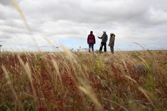 Thanks to alfalfa, some estancia owners, like Rene Milicevic, are resting some of their paddocks for longer periods of time, allowing the natural grasslands to restore themselves. “This could be the greatest benefit of alfalfa in Patagonia. Thousands of hectares of prairie getting a recovery period for the first time in decades,” said Alan Humphries from SARDI, who leads this international Crop Wild Relatives project. Photo: LS Salazar/Crop Trust