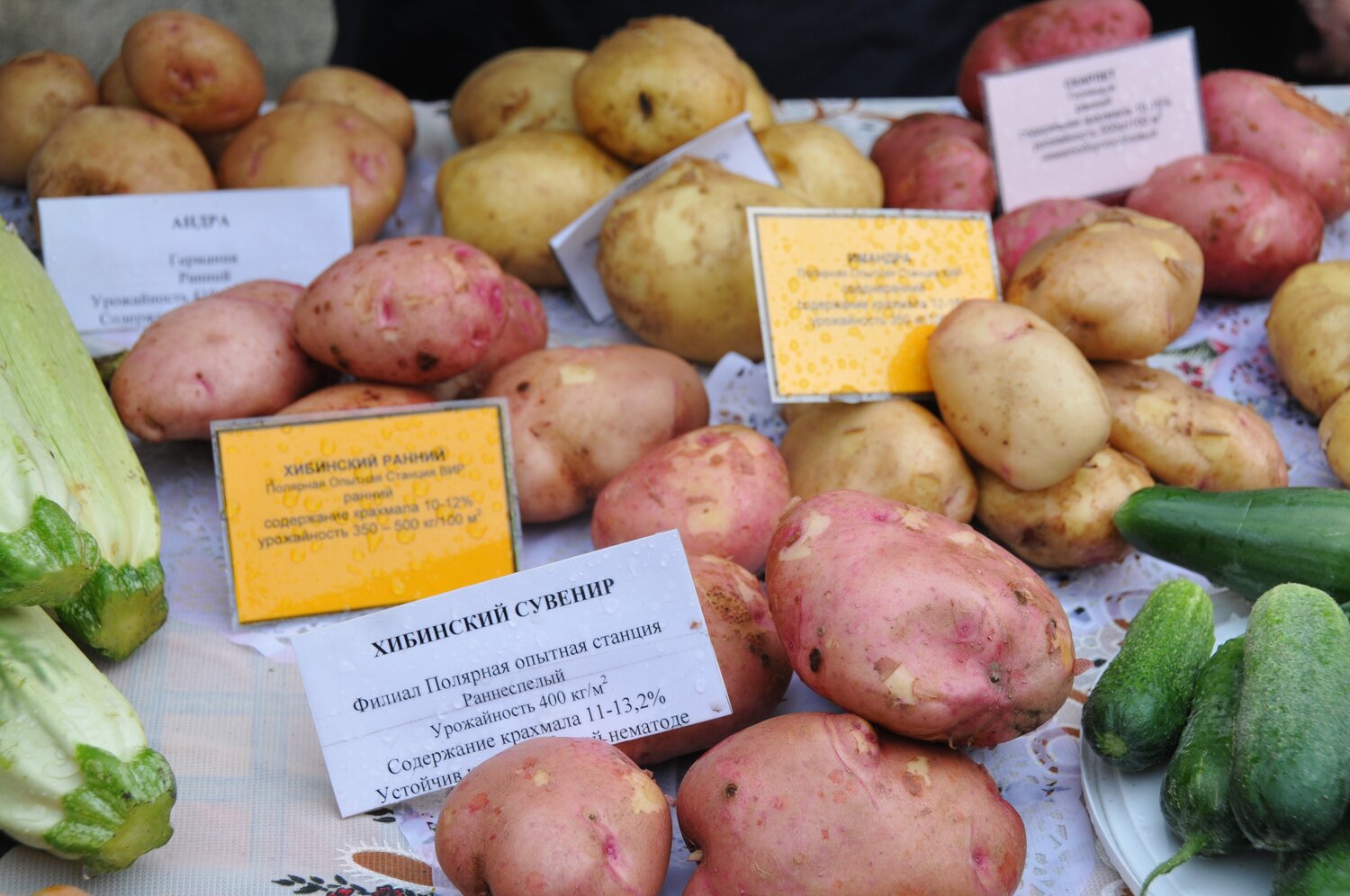 Exhibition of superior potato varieties at VIR Polar Regional Station.