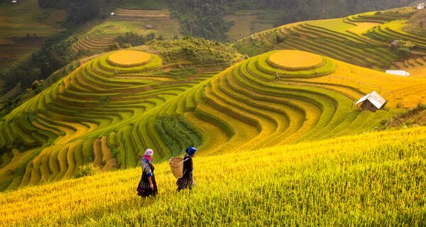 Rice fields on terraced of Mu Cang Chai, YenBai, Rice fields prepare the harvest at Northwest Vietnam.Vietnam landscapes.