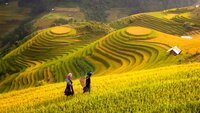 Rice fields on terraced of Mu Cang Chai, YenBai, Rice fields prepare the harvest at Northwest Vietnam.Vietnam landscapes.