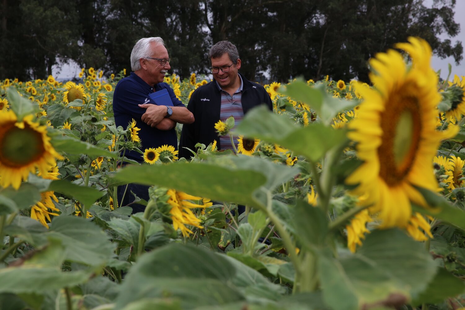 Day 2: Robert Reid (left), from Advanta Seeds, and Mariano Sposaro (right), from Syngenta, review the Crop Wild Relatives trial site at INTA’s Balcarce Experimental Station. Here, Norma Paniego and her colleagues are evaluating 222 pre-breeding lines for Verticillium resistance. Developing new, sturdier sunflower varieties is a challenge for both the public and private sector. As Robert Reid told us, “collaboration between the sectors is a must, if we are to really provide producers with new technologies that work.”