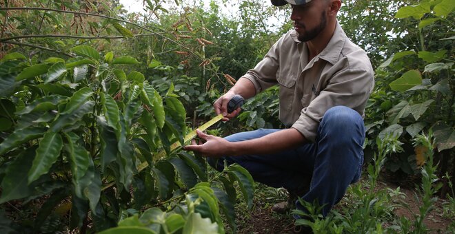 Seventy Years On, A Global Garden Keeps the Coffee Hot, Part 2
