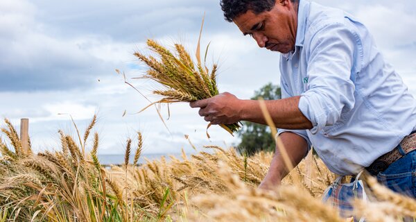 Ancient Wild Relatives Hold Key to Climate-Proofing Global Wheat Supply