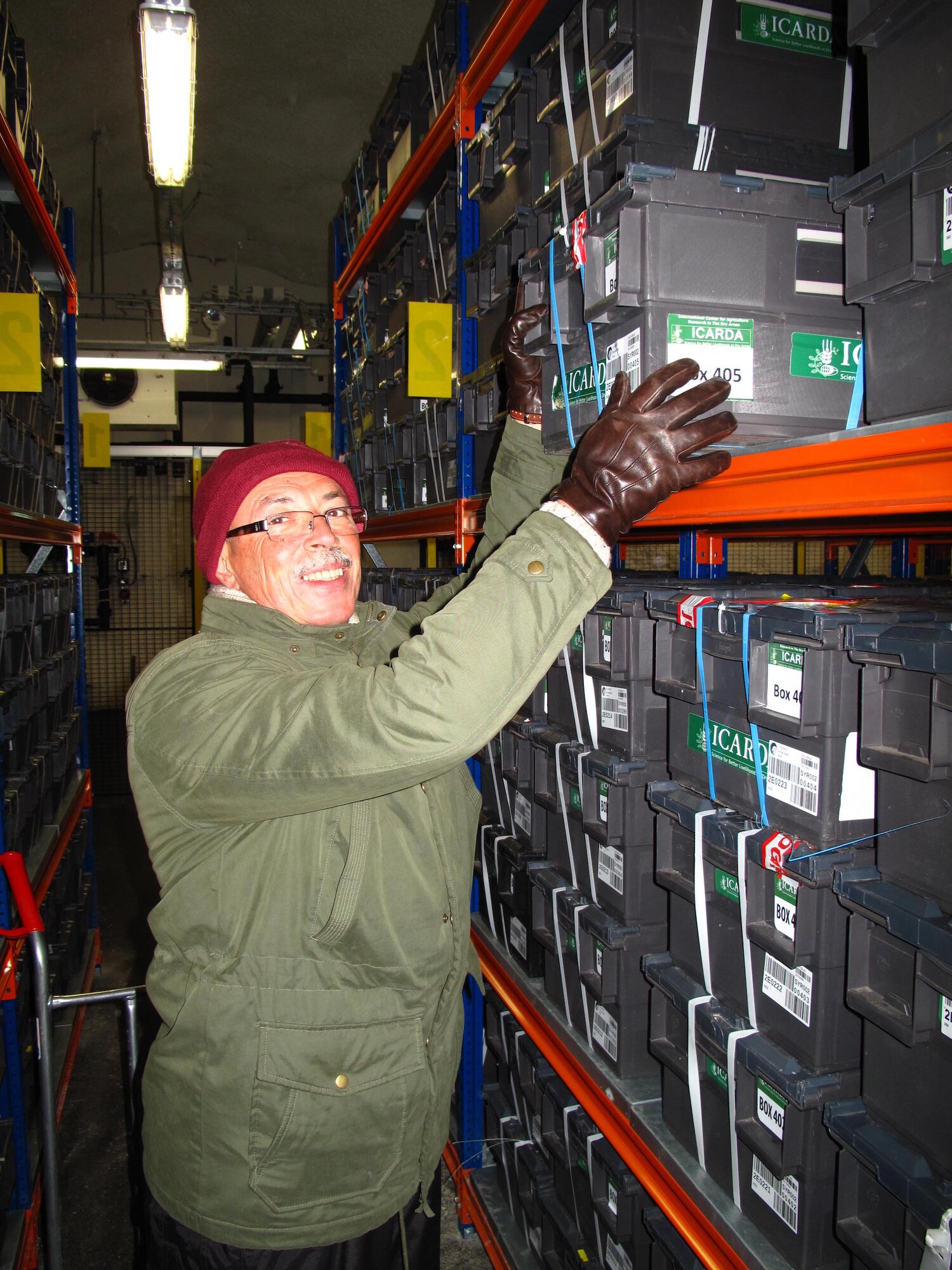 Dr. Ali Shehaded, Rangeland and Pasture germplasm Curator at ICARDA, retrieves seeds from the Svalbard Global Seed Vault. Photo credit: NordGen. 