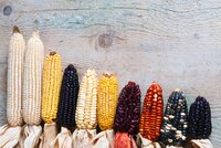 Maize diversity