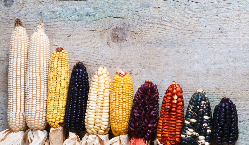 Maize diversity