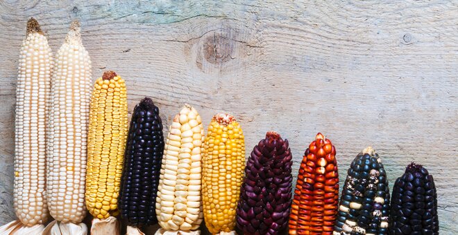 Maize diversity